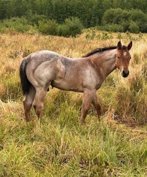 #10 Name Pending - 11 May 25, AQHA, Gray, Colt (Command Bars Hancock) X (Hi Bar Hancock)